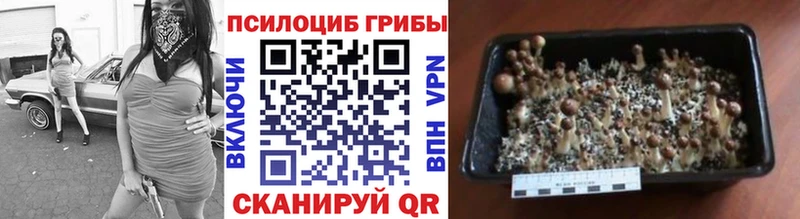 Псилоцибиновые грибы мицелий Шадринск